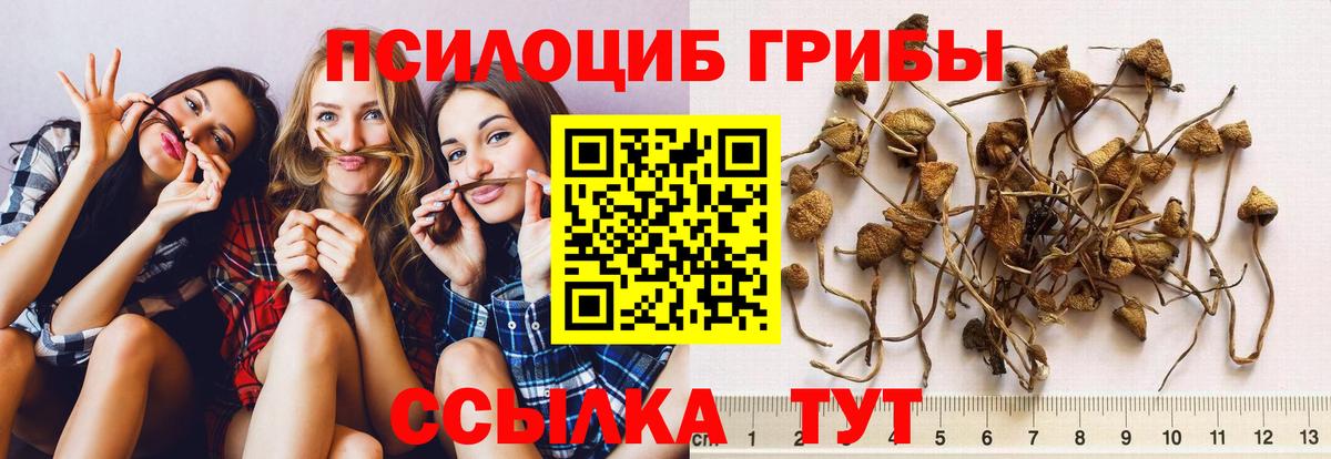 Севастополь  Псилоцибиновые грибы Psilocybine cubensis  Вход с VPN  даркнет сайт  Псилоцибиновые грибы Psilocybe 